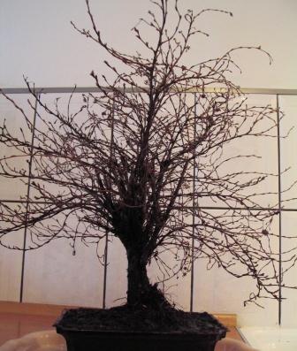 wycinam suche i splÂątane