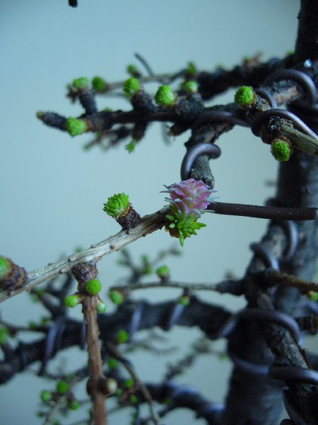 Pierwsza szyszunia:D