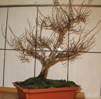 kwie_11 002_OK_2_lata_po_form.jpg