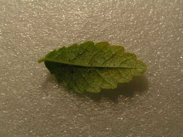 listek od doÂłu
<br />widaĂŚ maÂłe czarne kropki :(