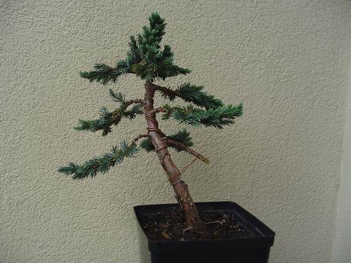 PaÂździernik 2005.
<br />Drzewko zadrutowane i uksztaÂłtowane. Z uciĂŞtej gaÂłÂązki bĂŞdzie zrobiony jin.