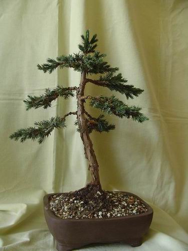 Marzec 2006.
<br />Po zimowaniu i kilku kosmetycznych zabiegach w docelowym pojemniku.