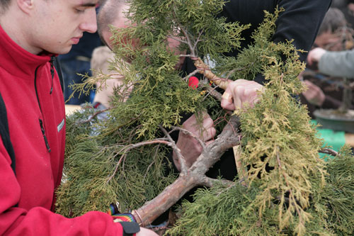 Z tej galezi powstanie korona drzewa.Prace nad tym drzewem na ten sezon zostaly zakonczone.Odpoczywaj do nastepnego roku.