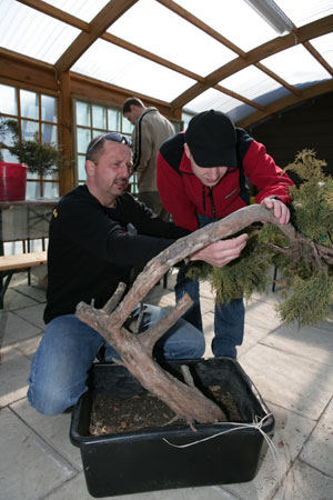 Jak widac na zalaczonych zdjeciach,czesc zielona znajduje sie b.daleko od pnia.Cala zielen jest tylko na jednej galezi.Zeby to drzewo uformowac nalezy czesc zielona przeniesc nad srodek podstawy korzeni.Jak to zrobic?
<br />Zobaczycie na zamieszczonych zdjecia