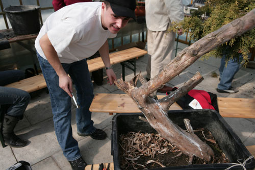 Przy . kredy zostaly zaznaczone czesci drzewa ktore przy frezowaniu nie moga byc naruszone, bo to wlasnie nimi sa transportowane zyciodajne soki