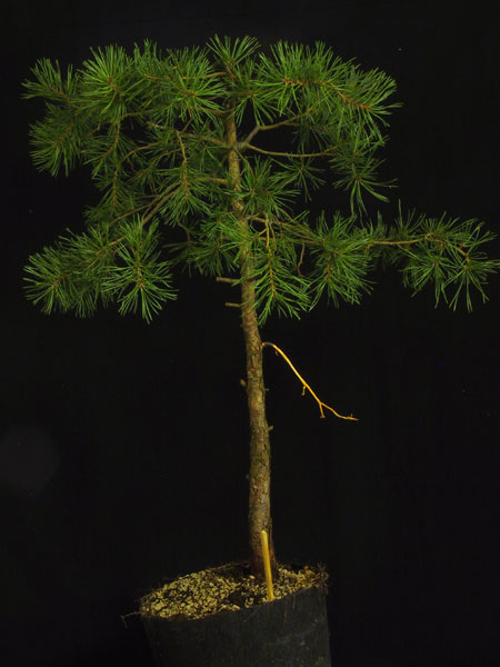 Tak wygladal przed formowaniem.Sam go wykopalem przed trzema laty w Austrii.Nic specjalnego ale do treningu dobry.Zobaczymy co z niego wyrosnie :-)