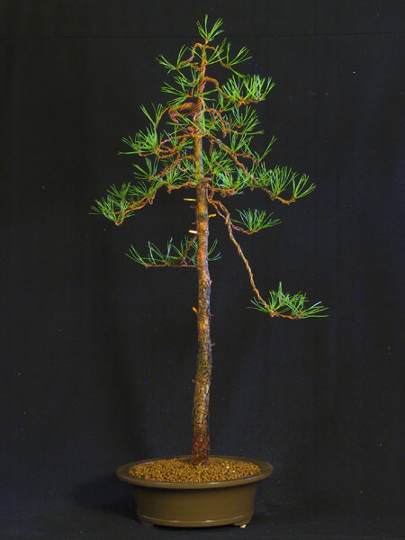 Gotowy w nowej troche za duzej doniczce,ale do pierwszej wystawy ma jeszcze sporo czasu