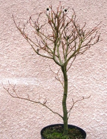 Buk czerwonolistny obwĂłd u nasady pnia 6 cm