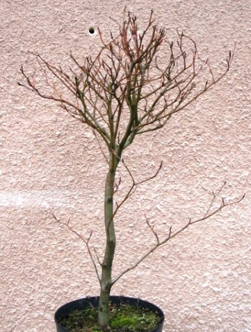 Buk czerwonolistny wysokoÂśĂŚ bez doniczki 66 cm.