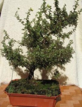 przed formowaniem.jpg