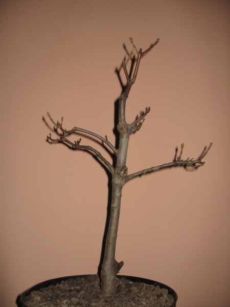 Acer pseudoplatanus1.jpg