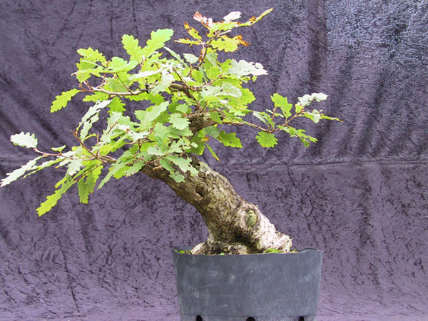 Tak wygladal w zeszlym roku.