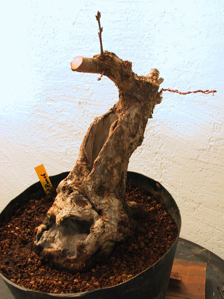 Po wykopaniu i prow.donicy w  2003roku