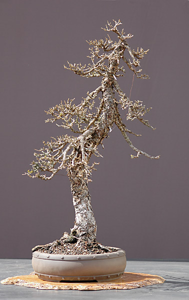 Modrzew Waltera Palla