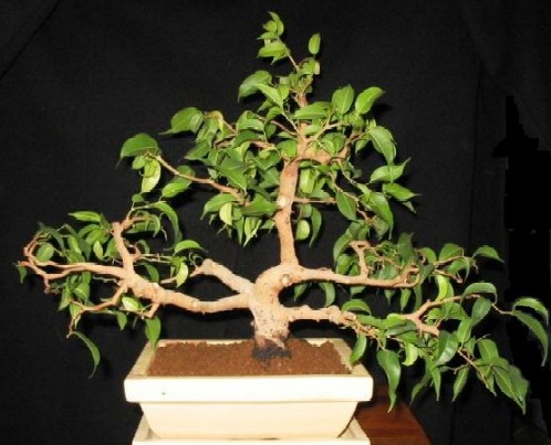 wysokoÂśĂŚ 35 cm, Âśrednica u nasady pnia 3,5 cm