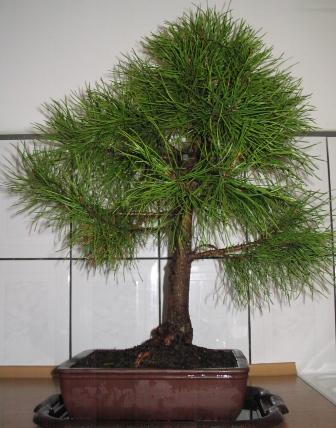 WysokoÂśĂŚ okoÂło 48 cm.