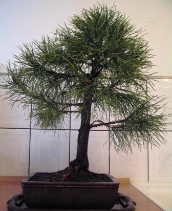 Doniczka jak wyÂżej