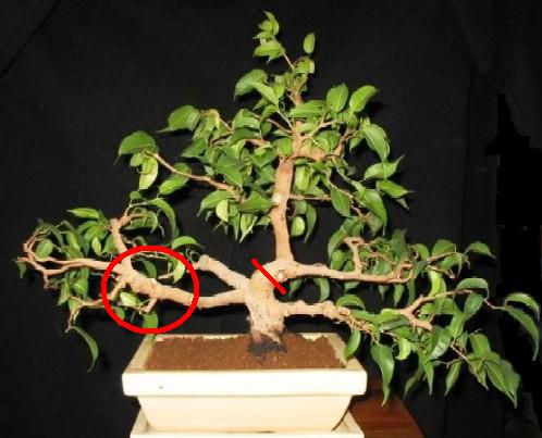 Mocne ciĂŞcie ,chyba jedyna droga do usuniĂŞcia tych wygieĂŚ ,  a w kĂłÂłku zgrubienie , teÂż niefajne , poza tym gaÂłĂŞzie za dÂługie .