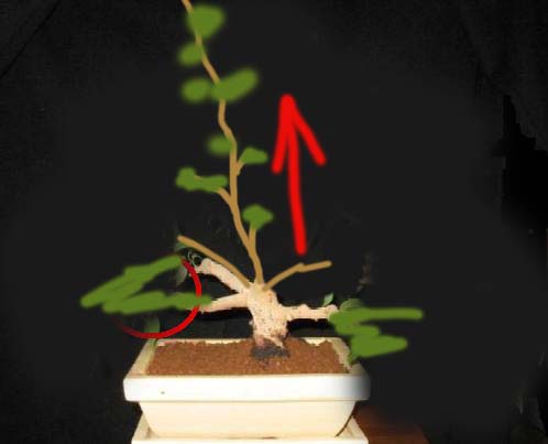 czubek wypuszczony swobodnie na parĂŞ lat