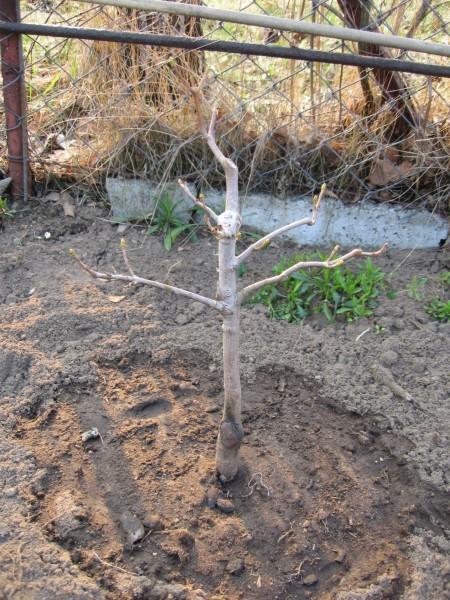 Acer pseudoplatanus grunt.jpg