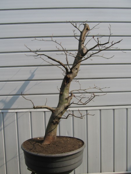 Fagus sylvatica.jpg