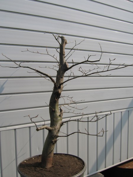 Fagus sylvatica1.jpg