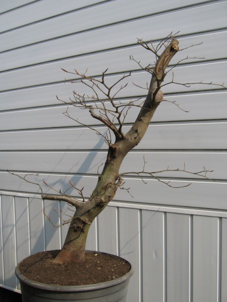 Fagus sylvatica2.jpg
