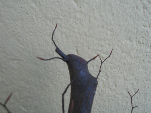 Fagus sylvatica3 czubek.jpg