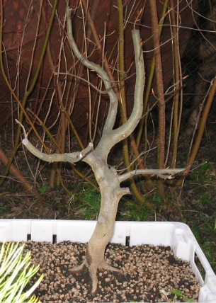 ogĂłlny widok 66 cm wysokoÂści 6,5 cm obwĂłd pnia