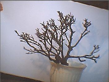 zdjĂŞcia 3,2,1 nie oddajÂą caÂłego piĂŞkna drzewka