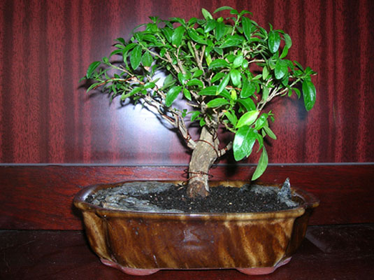 Moje drzewko tysiÂąca gwaizd :D