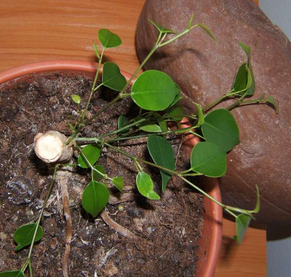 powrĂłt ficusa.jpg