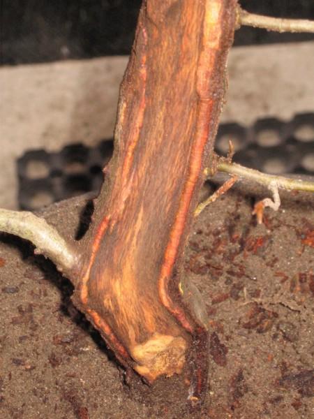 Shari. Miejsce martwego drewna zostanie wybielone Âśrodkiem do jinĂłw.