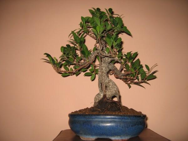 Fikus Retusa1 (30.04.06) 002.jpg