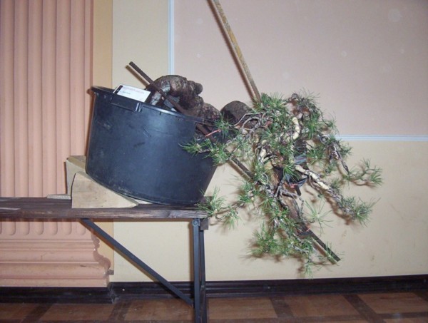 I efekt koncowy formowanej sosny