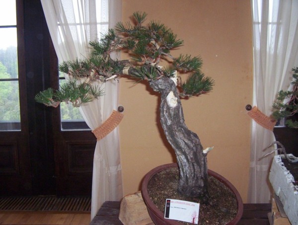 Efekt koĂącowy sosny