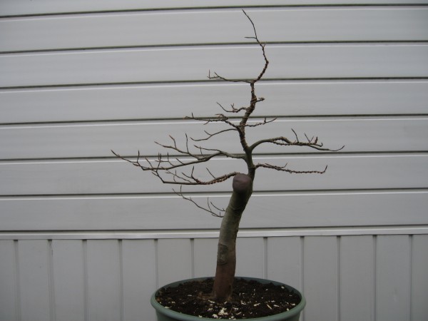 Fagus sylvatica3 01.05.06.jpg