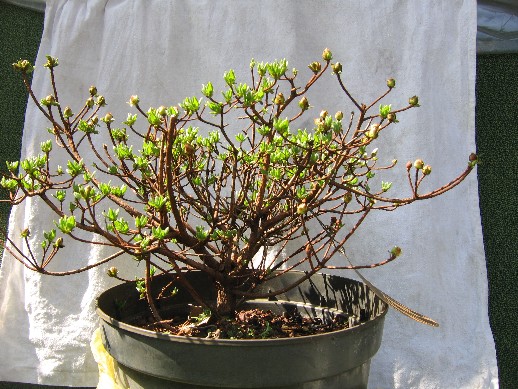 Azalia JapoĂąska.jpg