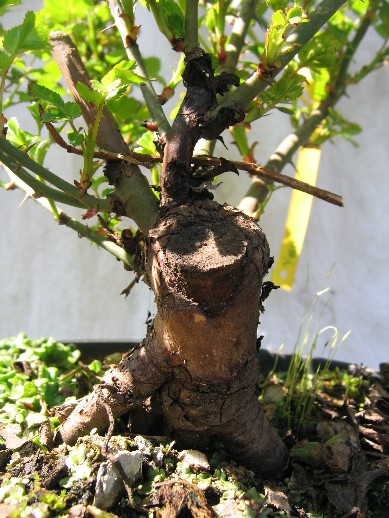 pieĂą rĂłÂża.jpg