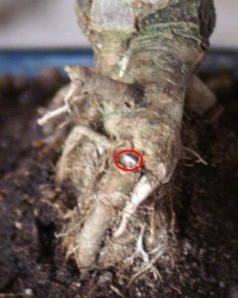 Taki bialy, ja wiem?, nalot?