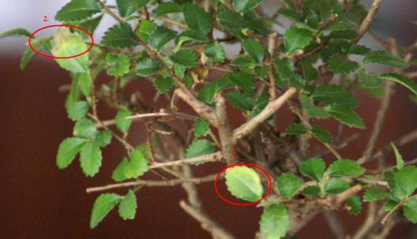 1. Pierwsze stadium tego usychania
<br />2. Kolejne stadium