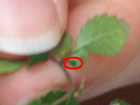 Ta czarna kropka to pajak, ktorego znalazlam pod lisciem, obok byly jakies mniejsze czarne kropki