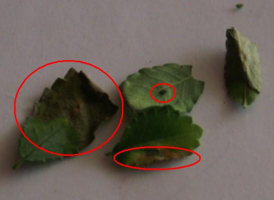 Niektore z nich mialy nawet dziurki... :(