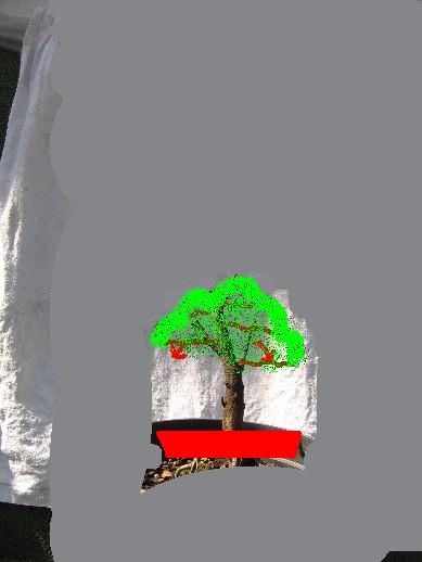 Judaszowiec PoÂłudniowy kopia.JPG