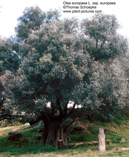 Olea.jpg