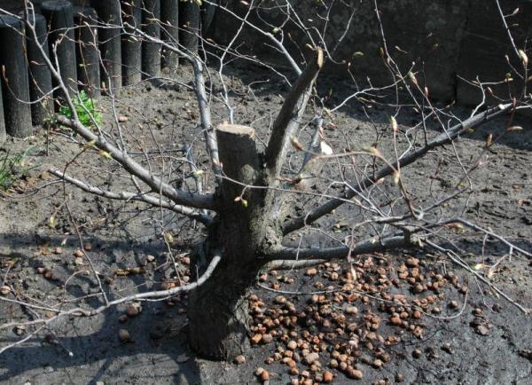 PosadziÂłem go do ziemi torfowej wymieszanej z grubym keramzytem. UÂżyÂłem duÂżej iloÂści ukorzeniacza.