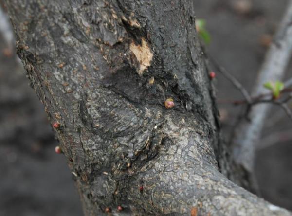 UÂśpione pÂąki. Ku mojej wielkiej radoÂści jest ich bardzo duÂżo :)