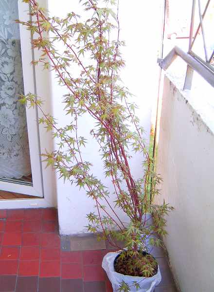 Widok ogĂłlny rosliny