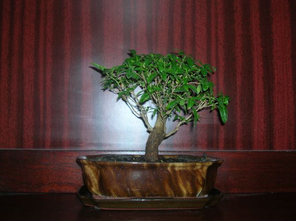 Tak wyglÂąda - zdjecie mini;P