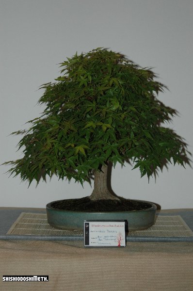 acer_palmatum-karol_durczak.JPG